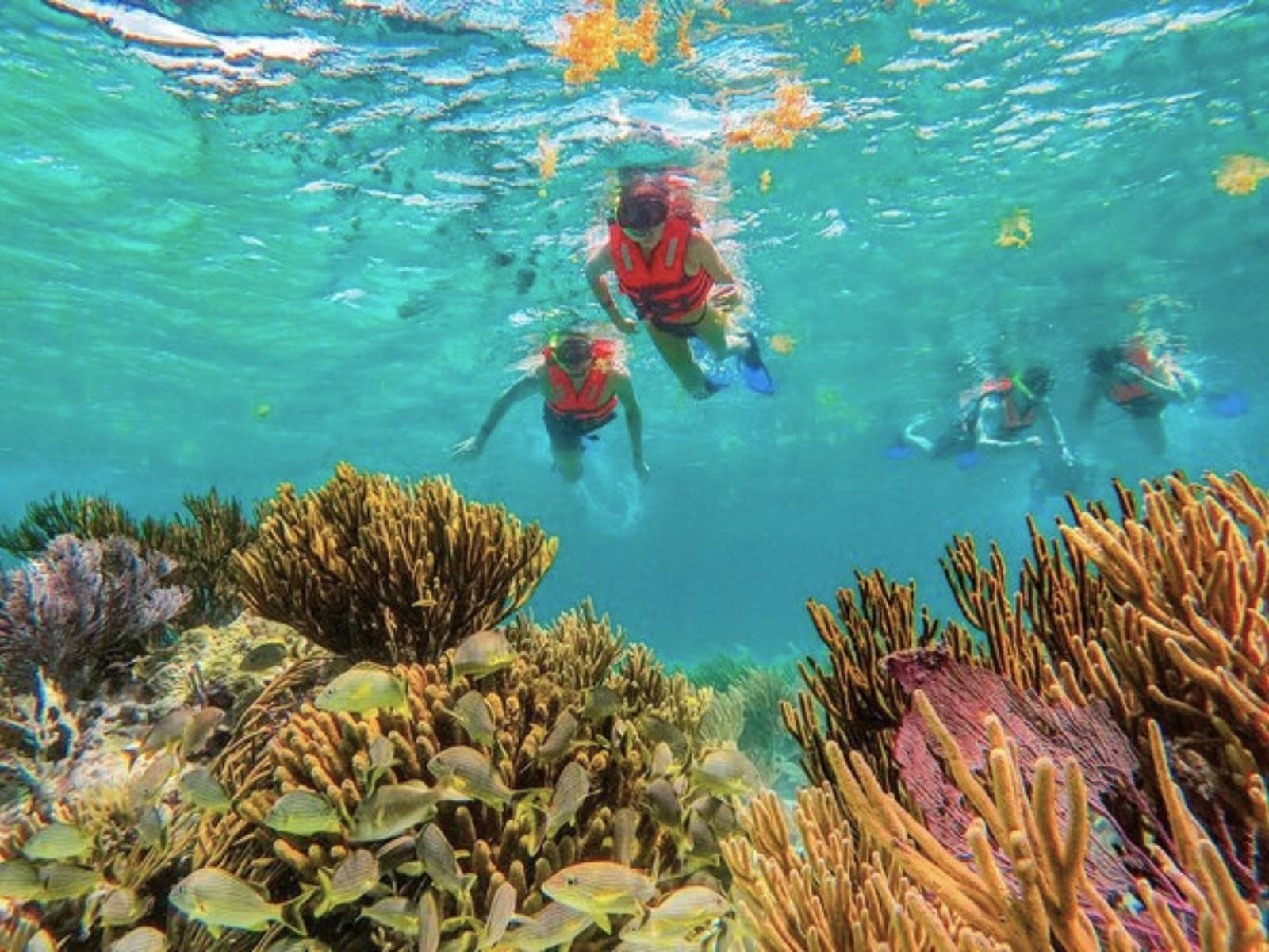 Snorkel en arrecifes de coral durante un pasadía en San Blas