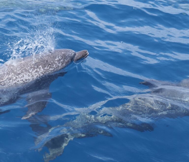 Dolphins swimming in crystal clear waters near Lipari 41 catamaran in San Blas