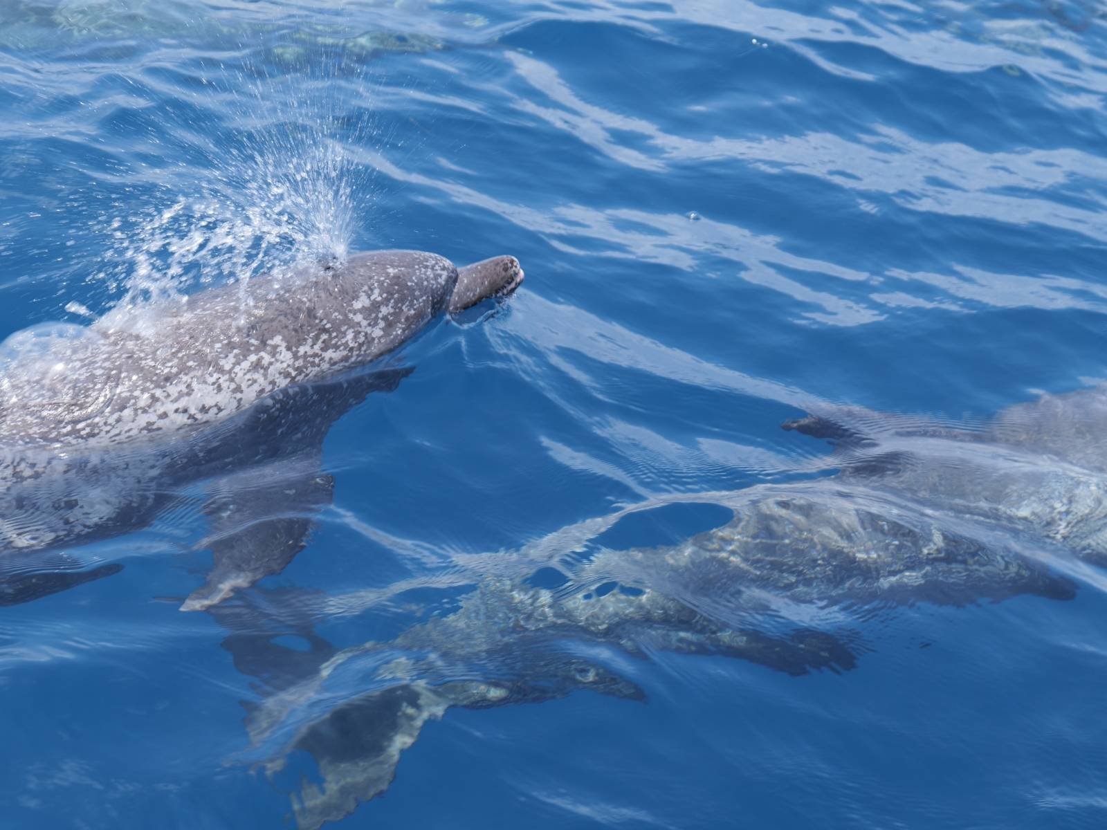 delfines nadando junto a catamaran en San Blas Caribe Panama durante navegacion en aguas abiertas